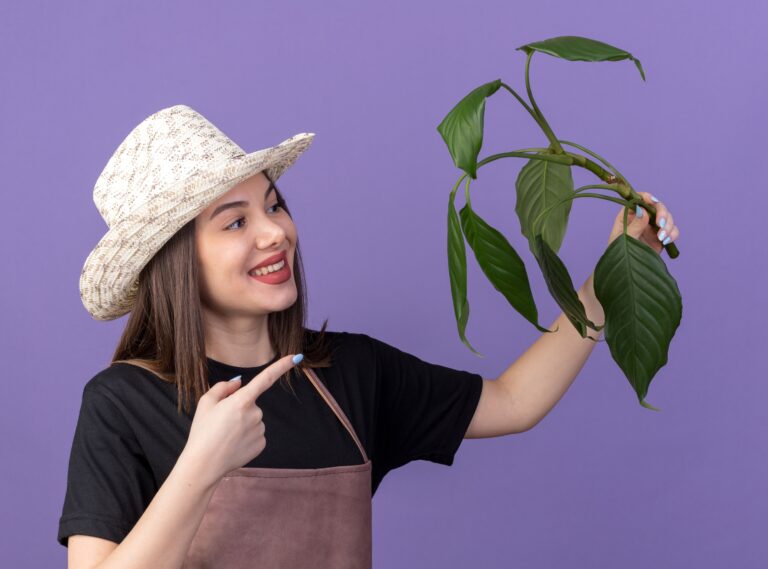 Avocado Leaves